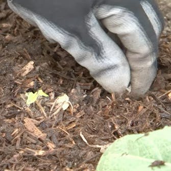 jordforbedring staudebed jordforbedring staudebed